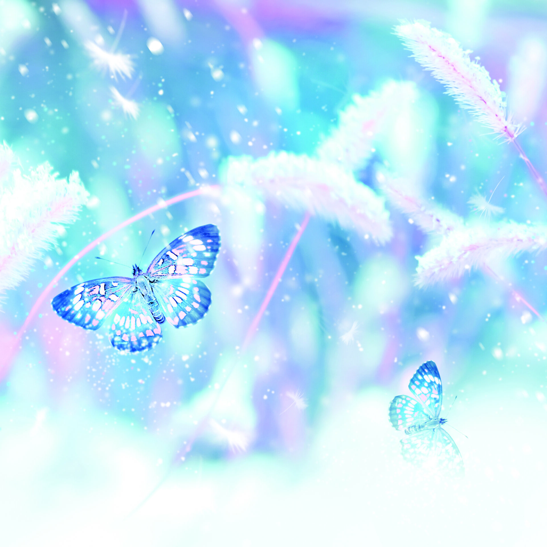 Butterflies on blue background